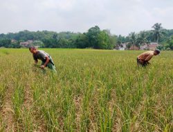 BPBD: Turun Hujan di Lebak Diprediksi Akhir Oktober