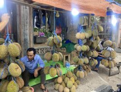 Gang Kibun, Destinasi Berburu Durian di Rangkasbitung