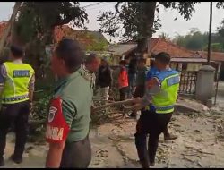 Pohon Beringin Tumbang, lima Jam Lalu Lintas Terganggu