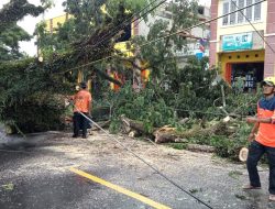 Pohon Tumbang di Jalan Raya Cipanas, Kendaraan Dialihkan ke Jalan Siliwangi