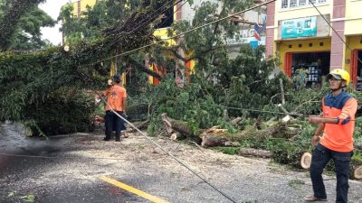 Pohon Tumbang di Jalan Raya Cipanas, Kendaraan Dialihkan ke Jalan Siliwangi